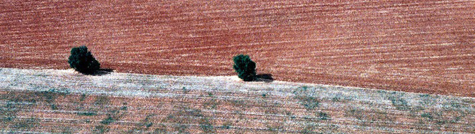 Champ labouré et arbres isolés